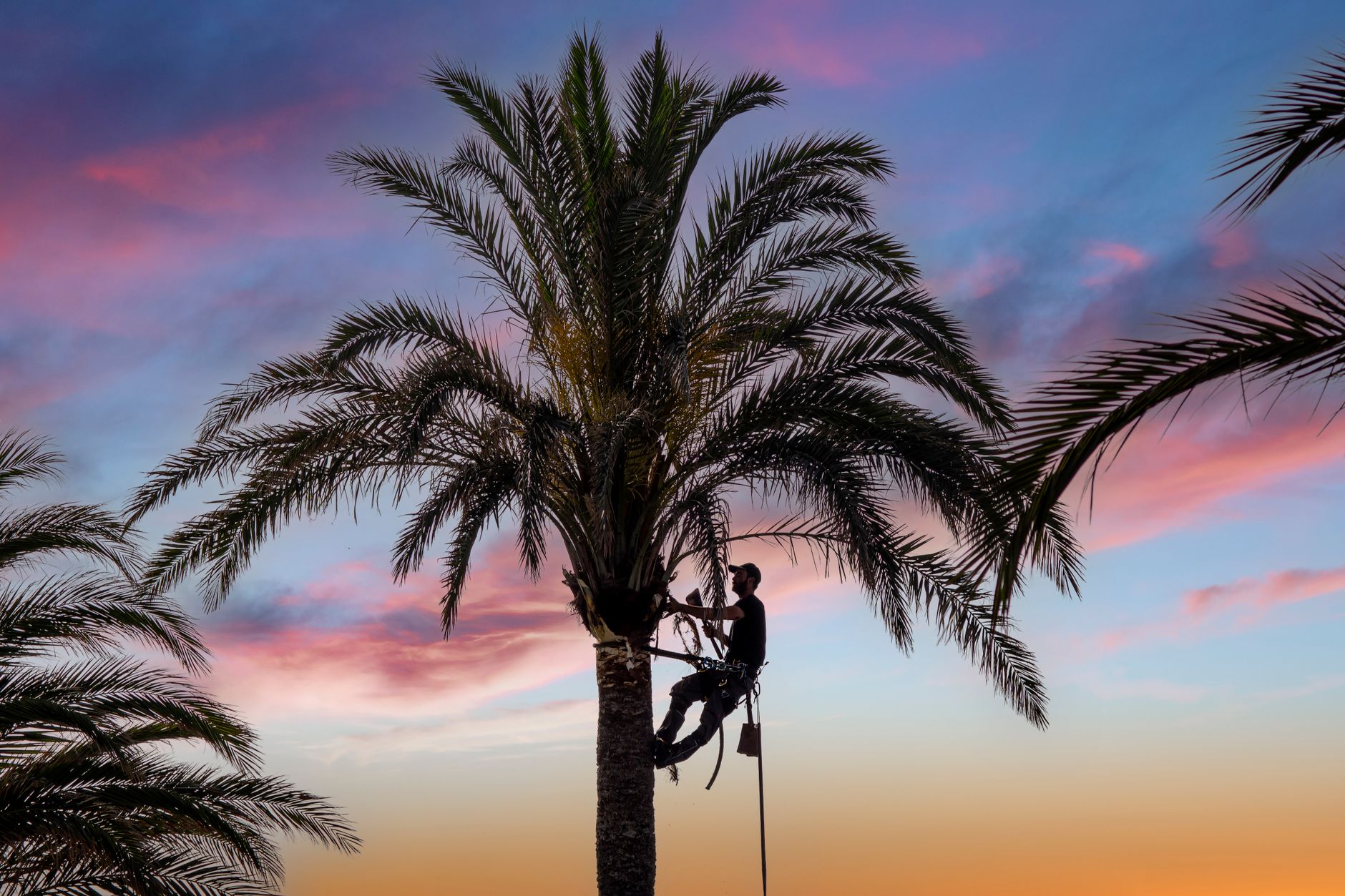 Healthy, professionally maintained trees